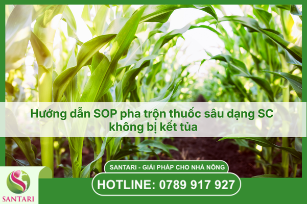 Hướng dẫn SOP pha trộn thuốc sâu dạng SC không bị kết tủa.