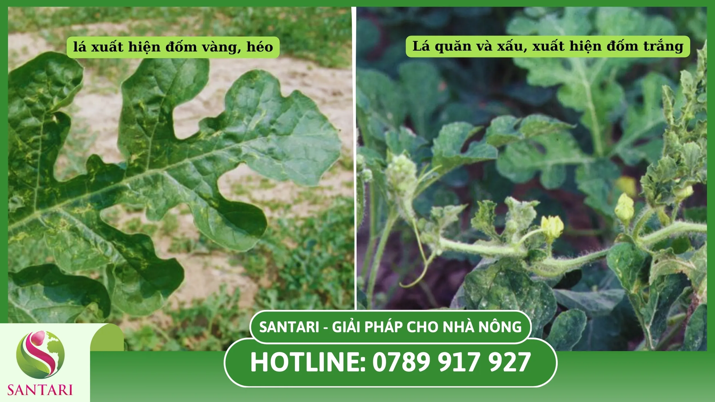 Triệu chứng bệnh phấn trắng trên dưa hấu