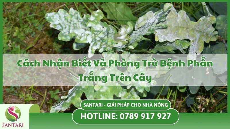 Cách Nhận Biết Và Phòng Trừ Bệnh Phấn Trắng Trên Cây