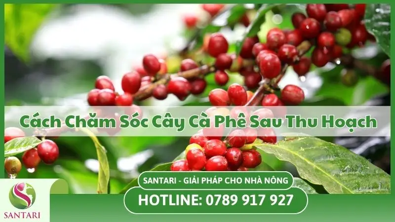 [Hướng Dẫn] Cách Chăm Sóc Cây Cà Phê Sau Thu Hoạch