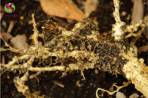 Công dụng của thuốc trừ sâu LASKA 30CS Hiệu KHẮC TRÙNG SINH