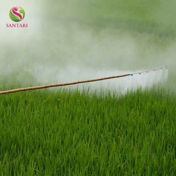 Phun ướt đều cây lúa