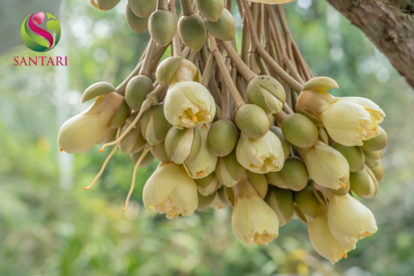 Công dụng Phân bón lá HSC NHIỀU HOA Hiệu Maxflower 6-22-8 