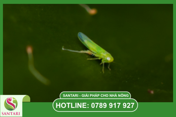 Tại sao thuốc dạng sữa SC là "cứu cánh" cho vườn cây mùa nắng nóng?