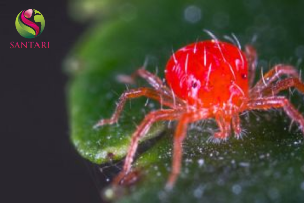 Công dụng Thuốc trừ sâu ETO-XTRA 110SC Hiệu SANETO 110