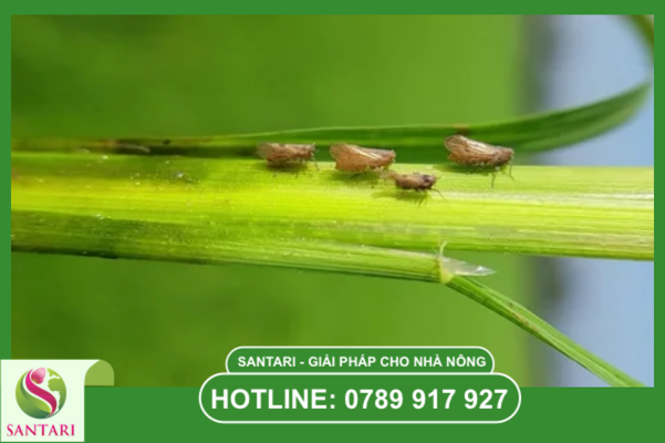  Câu hỏi thường gặp