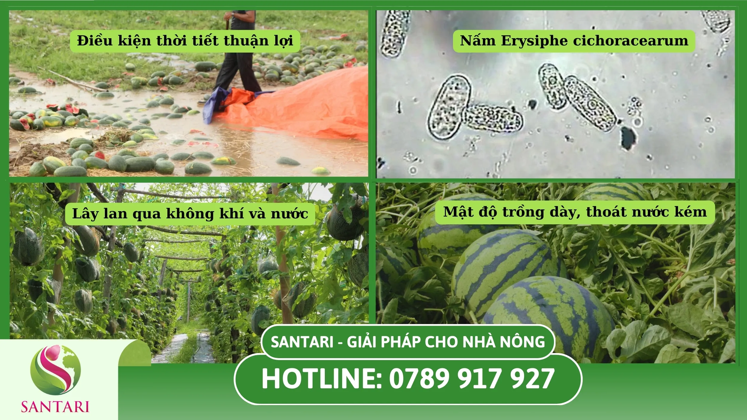 Nguyên nhân gây ra bệnh phấn trắng trên cây dưa hấu 