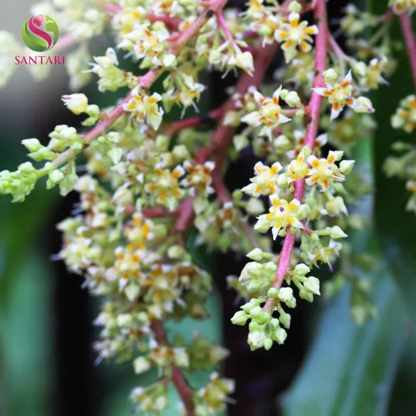 Công dụng thúc đẩy ra hoa đậu trái