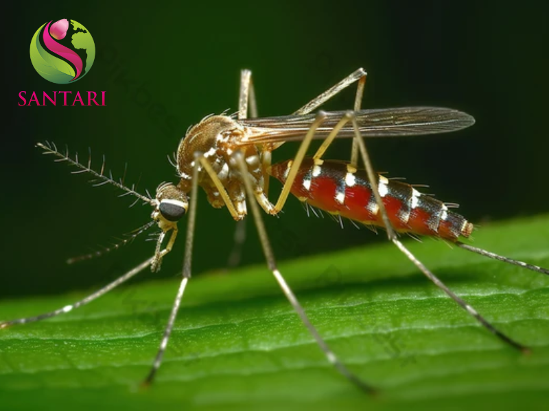 muỗi vằn