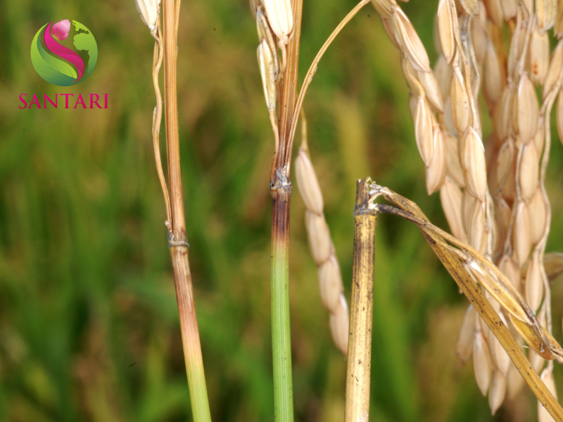 đạo ôn cổ bông 