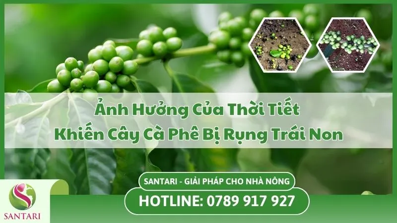Ảnh Hưởng Của Thời Tiết Khiến Cây Cà Phê Bị Rụng Trái Non 