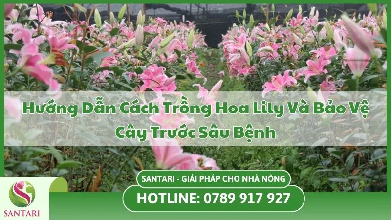 Hướng Dẫn Cách Trồng Hoa Lily Và Bảo Vệ Cây Trước Sâu Bệnh