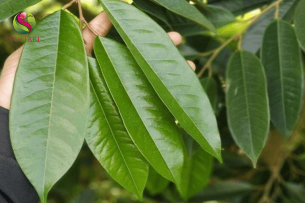 Thành phần PHÂN BÓN HỮU CƠ SINH HỌC SUPER GAP 09F (LAN ORGANIC) UNI-FARM HIỆU BLACKROO 30-55+MAX AHF