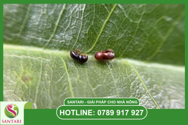 Câu hỏi thường gặp 