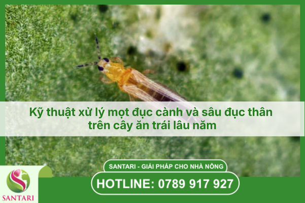 Bí quyết quản lý bọ trĩ kháng thuốc bảo vệ bông và trái non an toàn