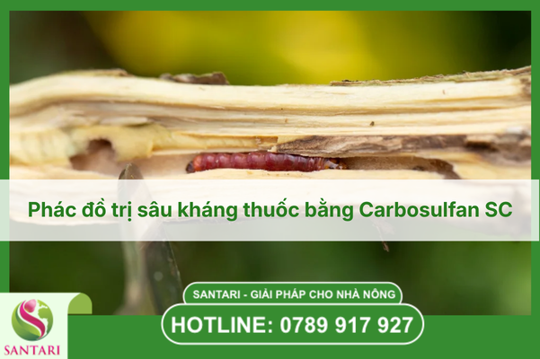 Phác đồ trị sâu kháng thuốc bằng Carbosulfan SC