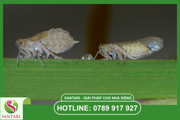 Nỗi lo "Sốc nhiệt - Cháy da" khi phun thuốc giai đoạn trái non