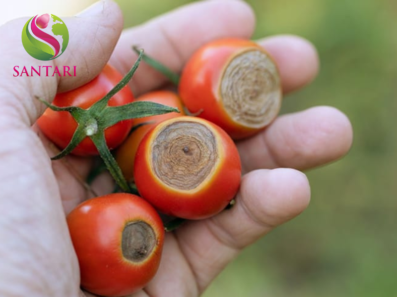 bệnh đóm vòng cà chua