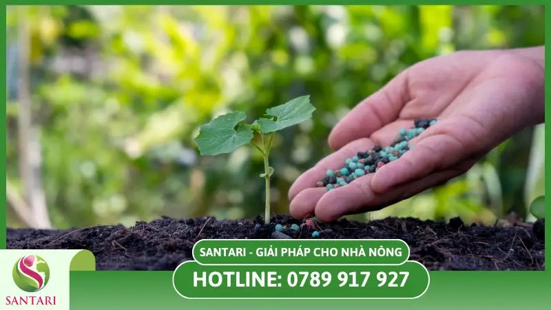 Cách phân bón gốc