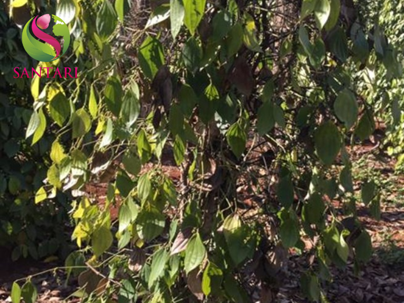 bệnh chết nhanh trên cây hồ tiêu 