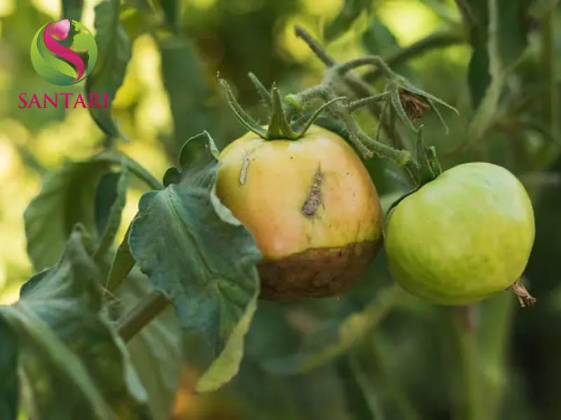 bệnh sương mai cà chua 