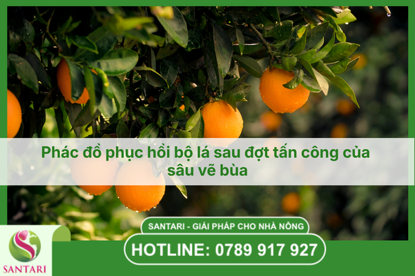 Phác đồ phục hồi bộ lá sau đợt tấn công của sâu vẽ bùa
