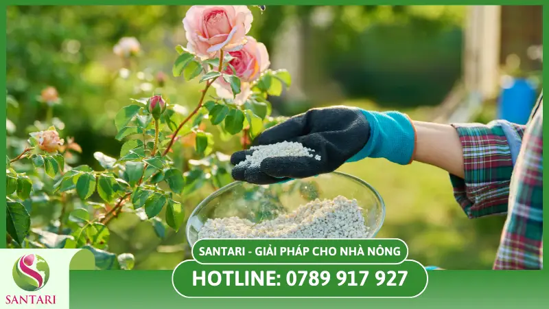 Phân bón gốc cho hoa hồng