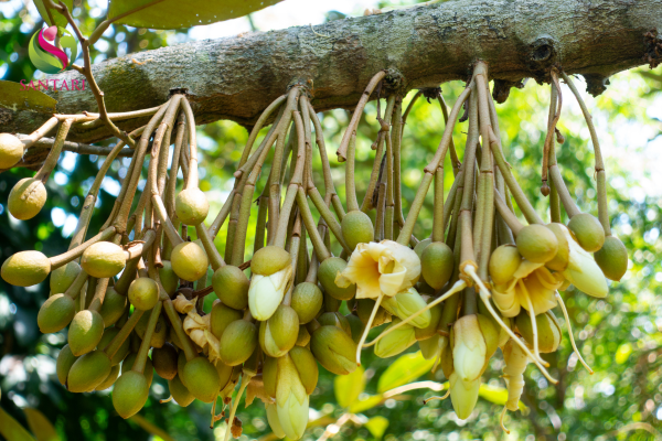 Thành phần PHÂN BÓN LÁ NPK SINH HỌC AMINO-MINE NPK (13-5-7) HIỆU AMINO GROW 13-5-7+AHM