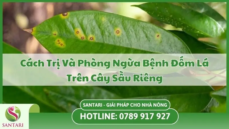 Cách Trị Và Phòng Ngừa Bệnh Đốm Lá Trên Cây Sầu Riêng