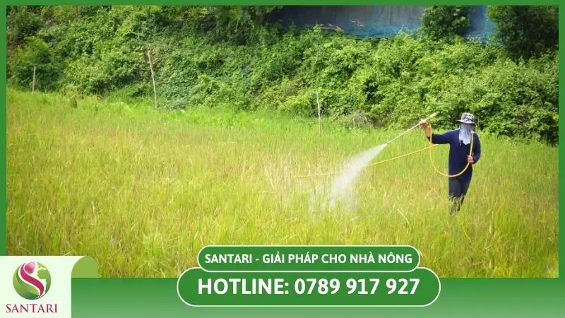 Thuốc trừ cỏ là gì