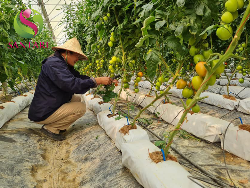 nông dân phun THUỐC TRỪ BỆNH TD-LUMORDIE 500WP HIỆU DIMORP 500