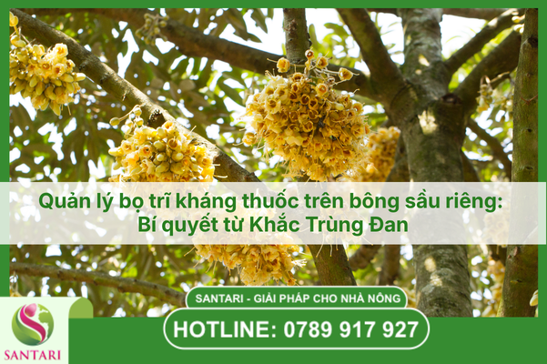 Quản lý bọ trĩ kháng thuốc trên bông sầu riêng: Bí quyết từ Khắc Trùng Đan