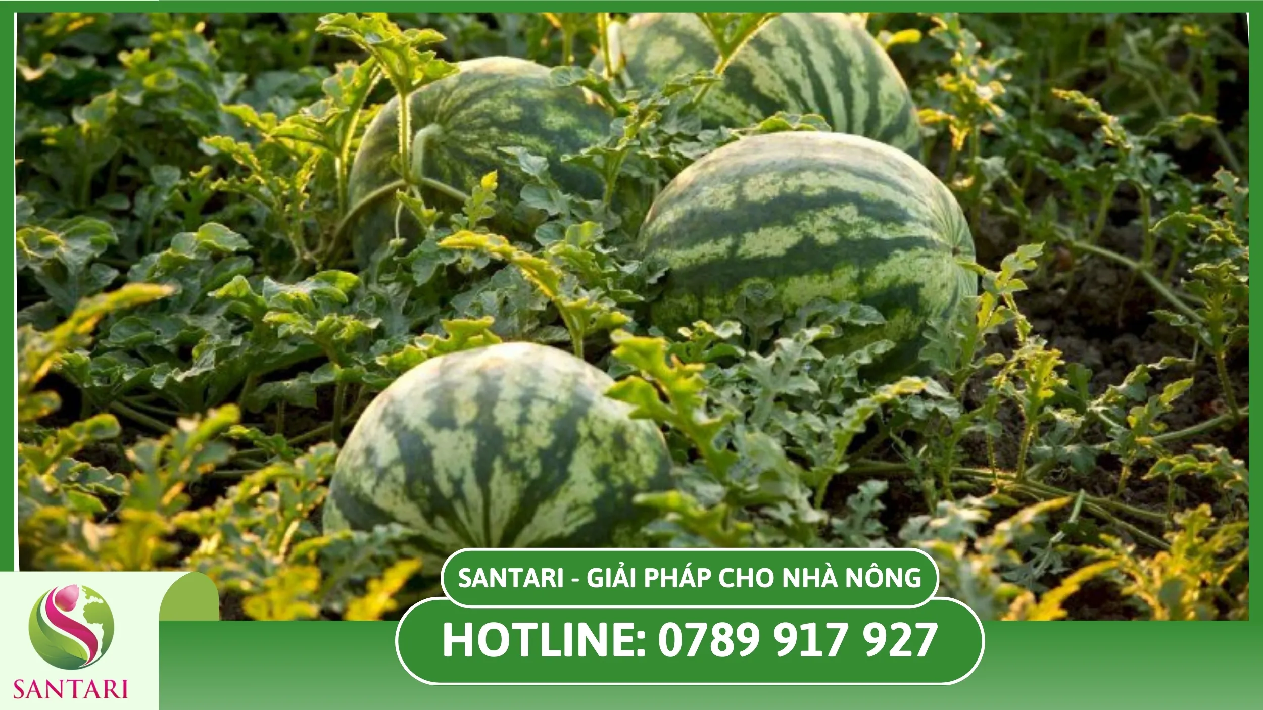 Bệnh phấn trắng trên dưa hấu là gì?