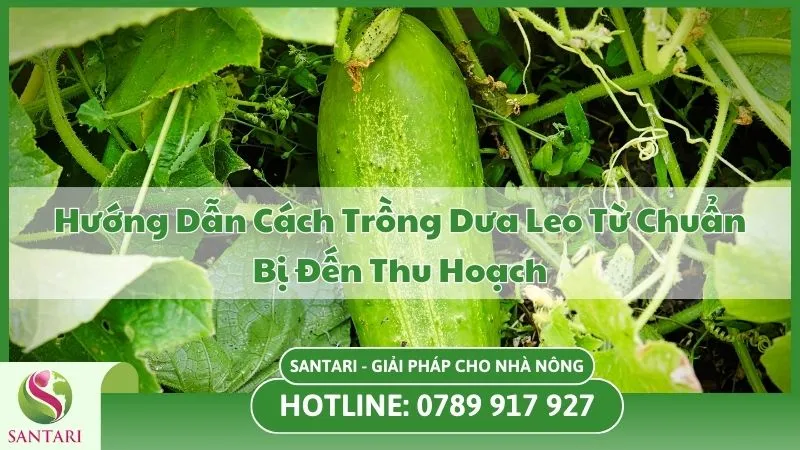 Hướng Dẫn Cách Trồng Dưa Leo Từ Chuẩn Bị Đến Thu Hoạch