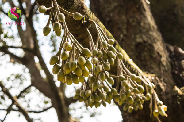 Thành phần PHÂN BÓN LÁ NPK SINH HỌC BIO – HUME – SDCP HIỆU SOLVI 2-8-5 + AHF