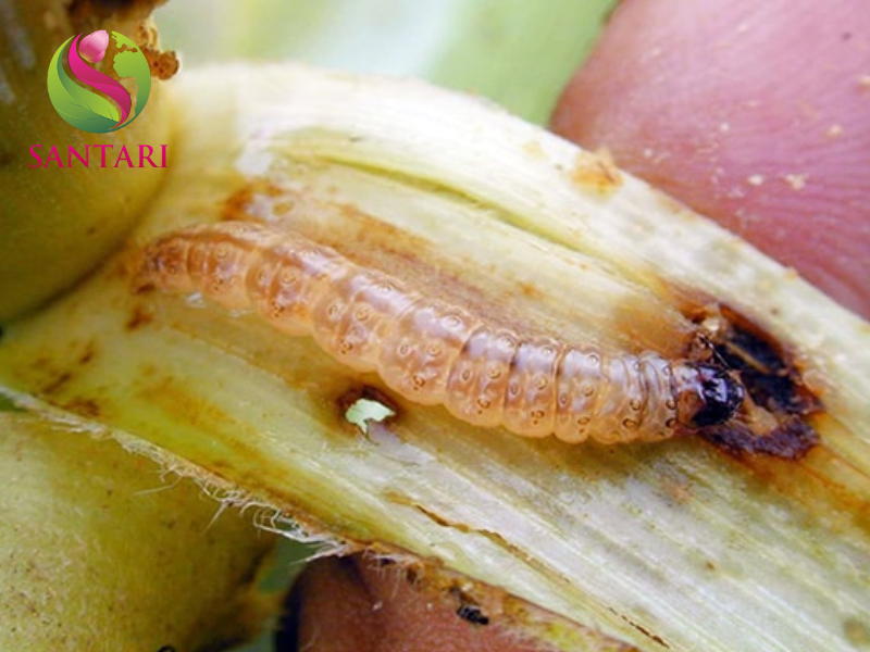 sâu đục thân