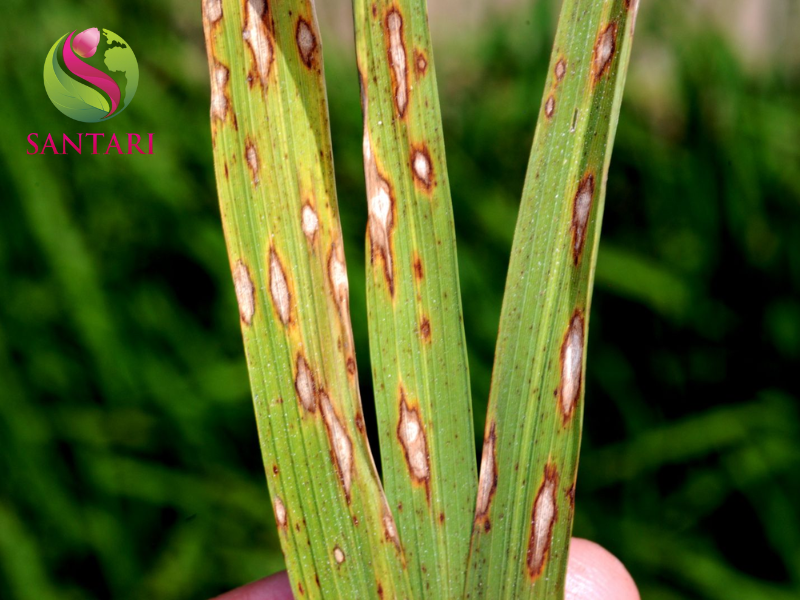 bệnh đạo ôn trên lúa 