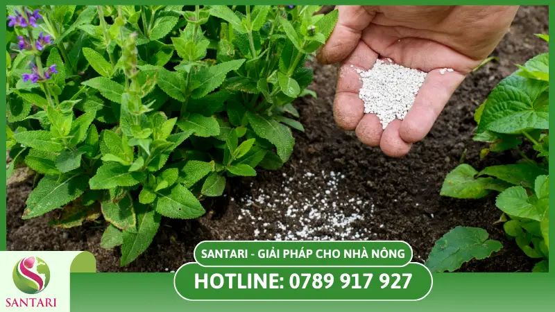 Phân bón gốc là gì