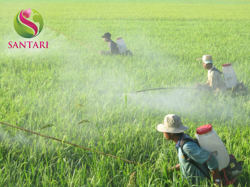 nông dân phun THUỐC TRỪ BỆNH SOSIM 300SC