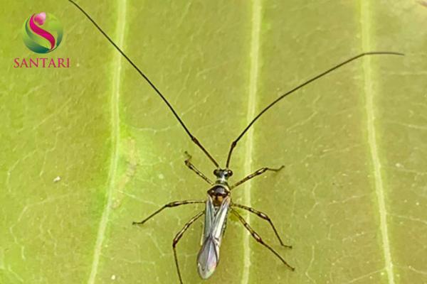 Công dụng Thuốc trừ sâu HALO-LION 440EC Hiệu SƯ TỬ GẦM GOLD