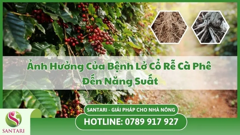 Ảnh Hưởng Của Bệnh Lở Cổ Rễ Cà Phê Đến Năng Suất