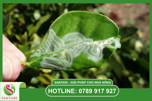 Tại sao không được bón phân phục hồi khi chưa sạch sâu vẽ bùa?