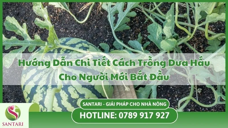 Hướng Dẫn Chi Tiết Cách Trồng Dưa Hấu Cho Người Mới Bắt Đầu