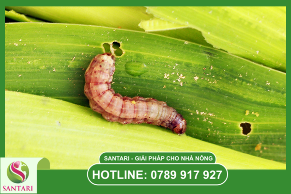 Bối cảnh: Khi sâu keo "lờn thuốc" và tấn công diện rộng