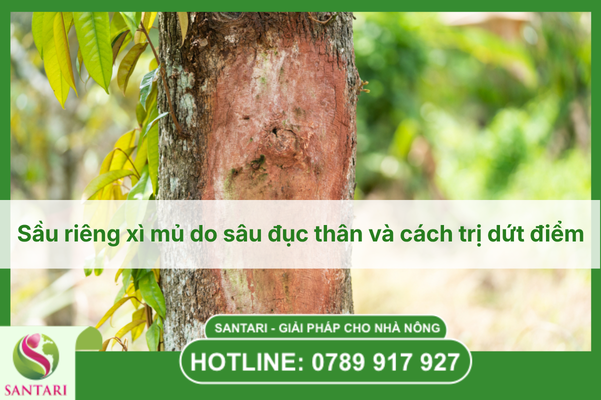 Sầu riêng xì mủ do sâu đục thân và cách trị dứt điểm