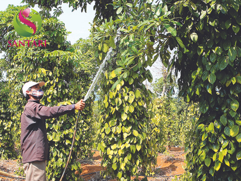 nông dân phun THUỐC TRỪ BỆNH RILDZOMIGOL SUPER 68WG HIỆU SANDOMIL 680 – 1kg