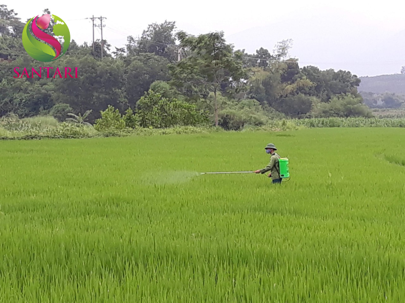 nông dân phun THUỐC TRỪ BỆNH JAVIZOLE 777WP HIỆU BUMSUPER 777