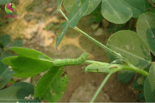 Công dụng của thuốc trừ sâu CHAPYR 12SC Hiệu EMAPYR 120