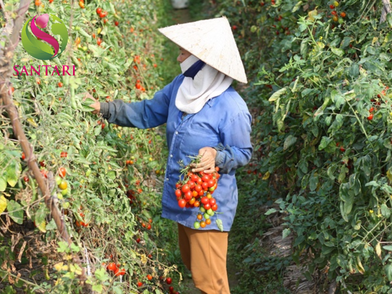 nông dân phun thuốc THUỐC TRỪ BỆNH THALONIL 75WP PANAMA 750