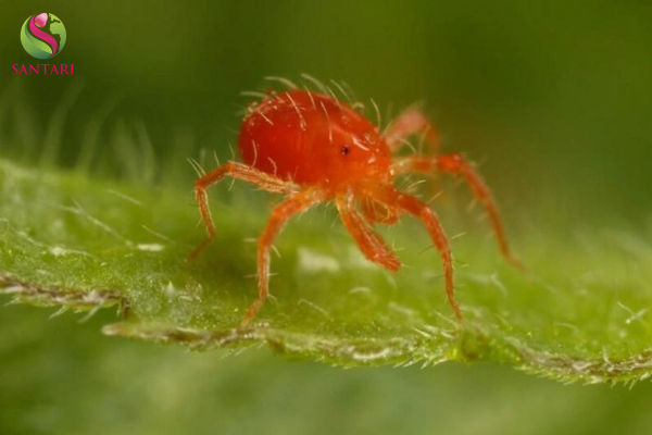 Công dụng Cặp nhện đỏ